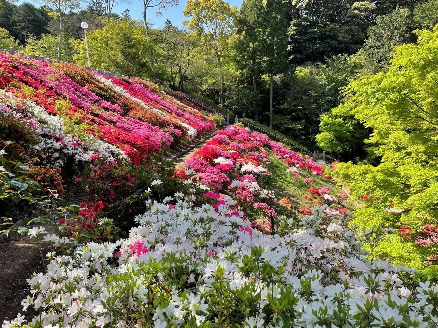 🏯 나라를 지키는 절 (칭코쿠지) 이미지 9